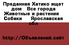 Преданная Хатико ищет дом - Все города Животные и растения » Собаки   . Ярославская обл.